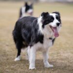 Czym są zawody agility dla psów?